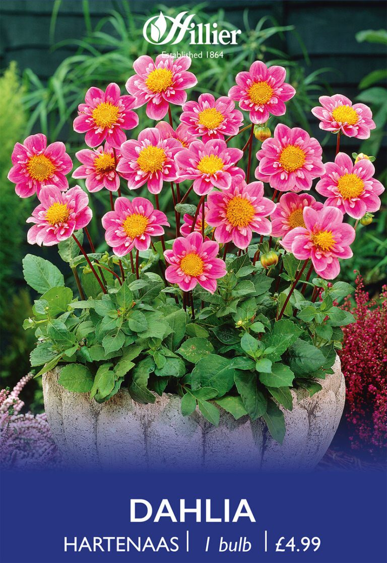 8718641996683 1 Dahlia Hartenaas.jpg